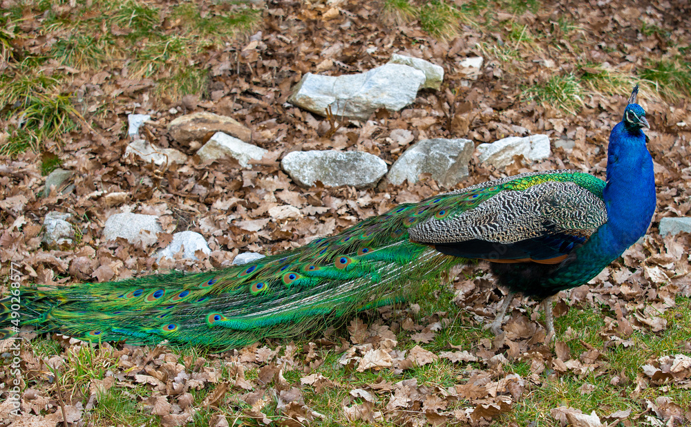 Naklejka premium a peacock walking on the ground