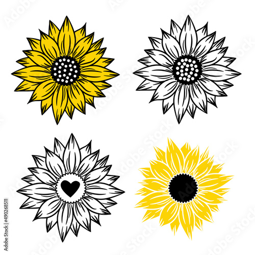 Sunflower flowers set of four drawing and outline. Summer bloom flowers. Black, yellow and white illustration on white background. Floral decor