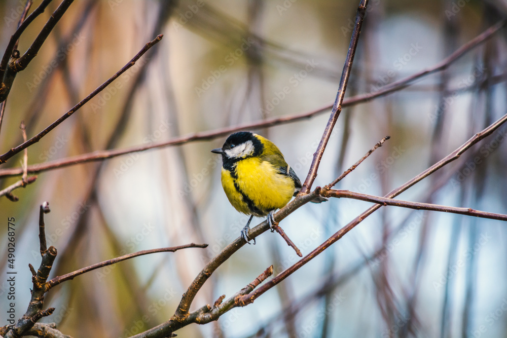 Fototapeta premium Great Tit - a species of small, partially migratory bird from the tit family. 