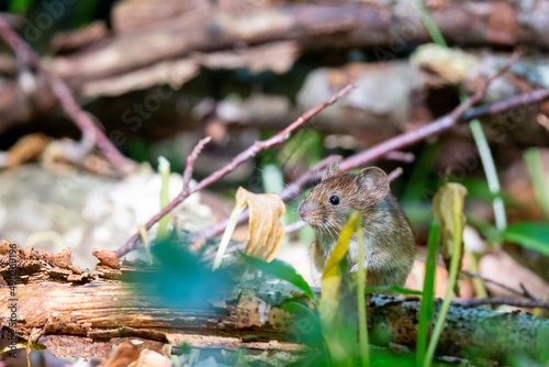 Wood mouse (Apodemus sylvaticus) on the forest floor in the nature protection area Mönchbruch near Frankurt, Germany. photo