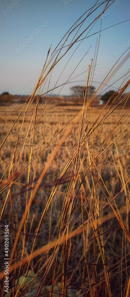Obraz premium field of wheat