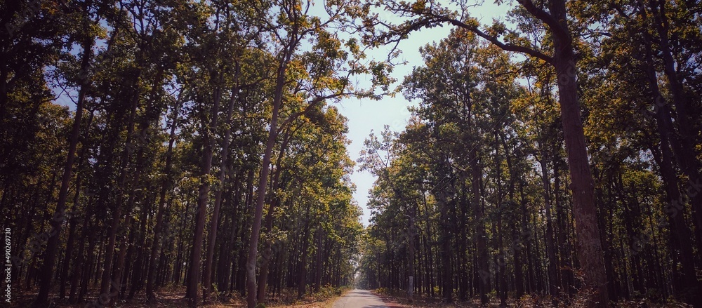 Obraz premium The woods are lovely dark and deep but I have promises to keep.