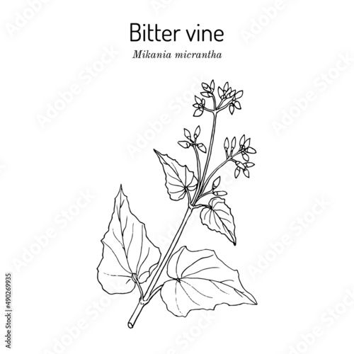 Bitter vine, or american rope Mikania micrantha , medicinal plant photo