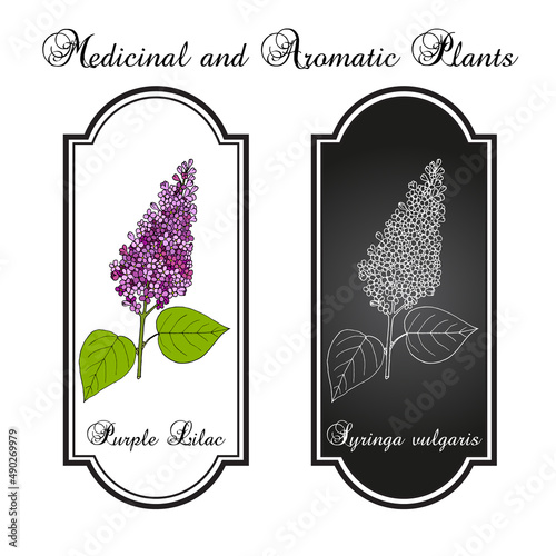 Purple lilac Syringa vulgaris state flower of New Hampshire