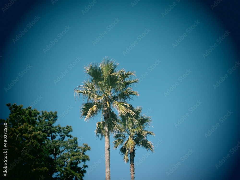Fototapeta premium 二つのヤシの木