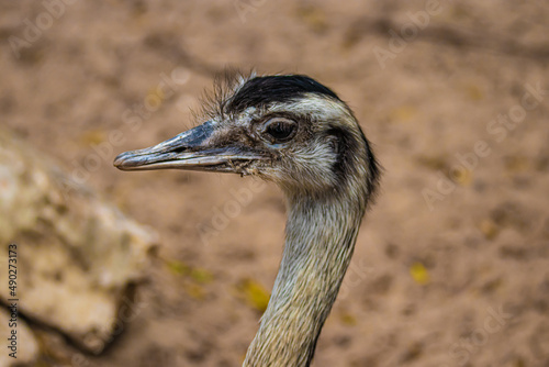 Fotografie close up of an ostrich