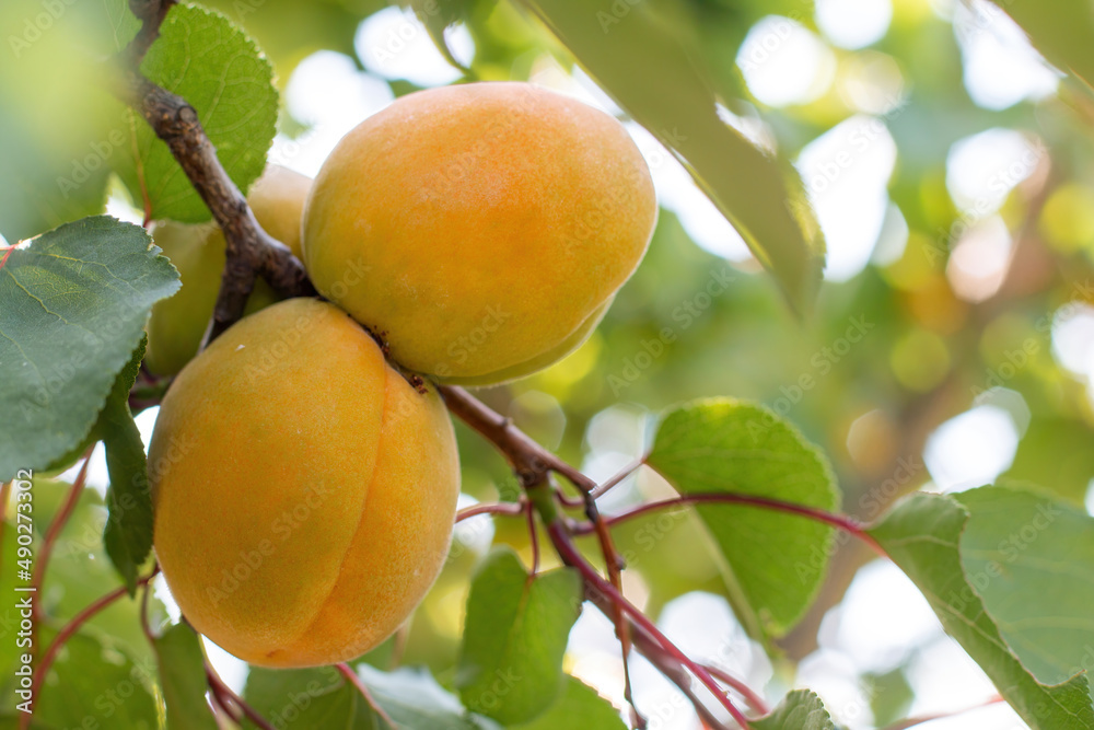 Ripe apricots grow on a branch among green leaves Ripe apricots grow on a branch among green leaves