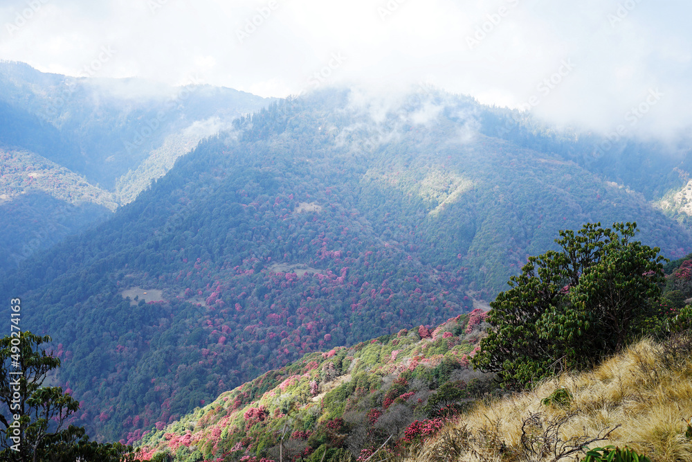 Natural landscape of Rhododendron park, the national flower of Nepal with Green mountain view and cloudy blue sky 