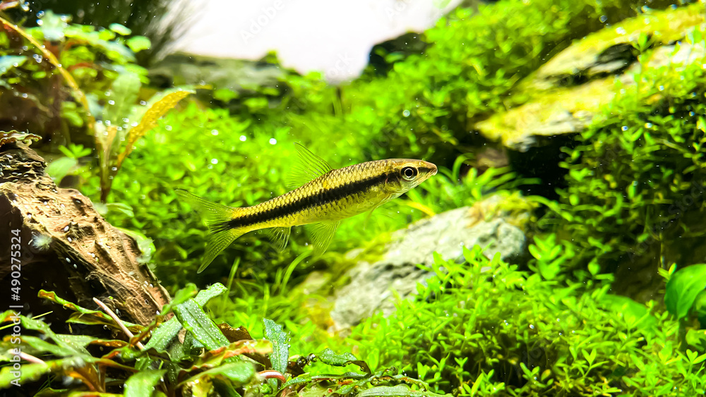 The Siamese Algae-eater (Crossocheilus oblongus) in the home aquarium with plants The Siamese Algae-eater (Crossocheilus oblongus) in the home aquarium with plants