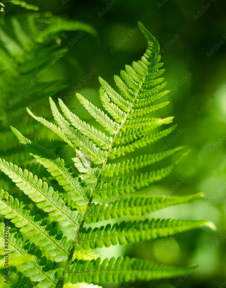 Fern plant in the forest