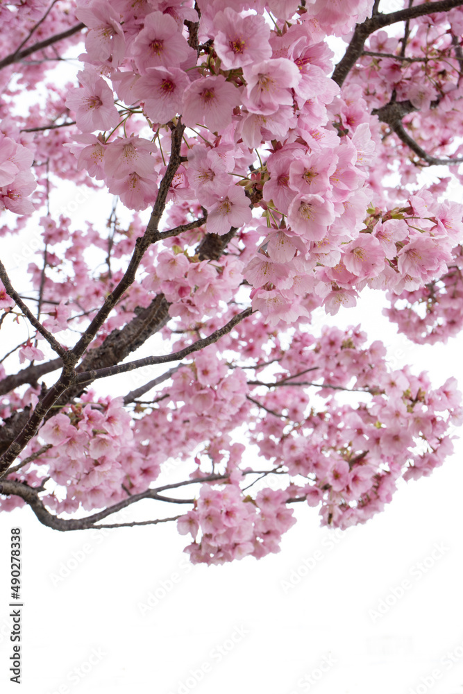 満開の桜の木 ピンク 白の背景 満開の桜の木 ピンク 白の背景