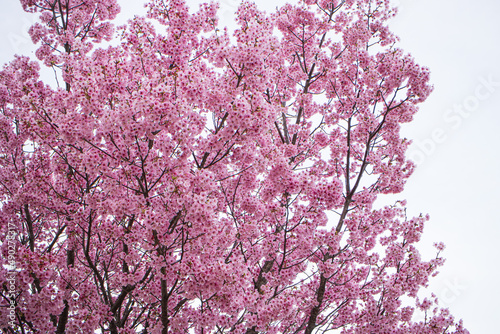 満開の桜の木 ピンク 白の背景