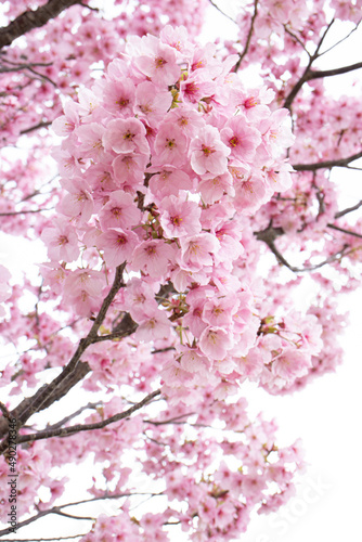 満開の桜の木 ピンク 白の背景