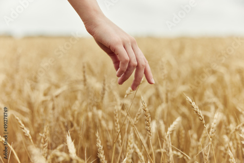 female hand spikelets of wheat harvesting organic endless field