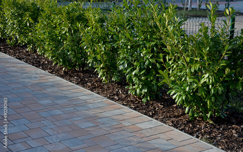 An evergreen shrub in front of a light wood wire fence will improve the opacity of the street. drip irrigation dispenses water into shrub plantings. mulching saves water and reduces evaporation photo