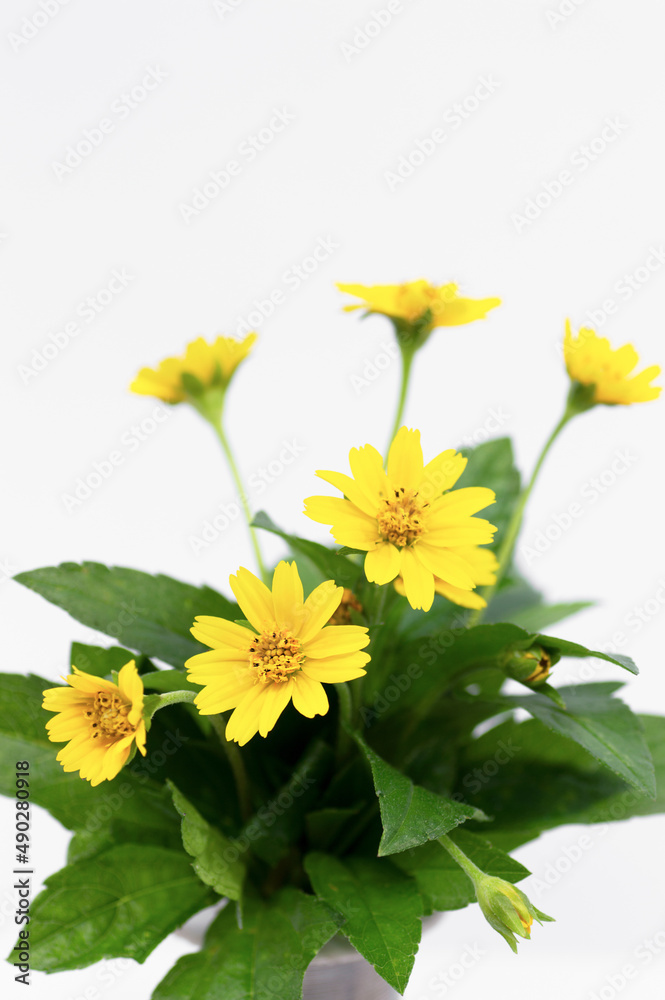 Yellow flowers in a separate vase on a white background.