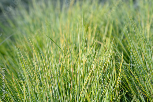 Blue fescue Amigold