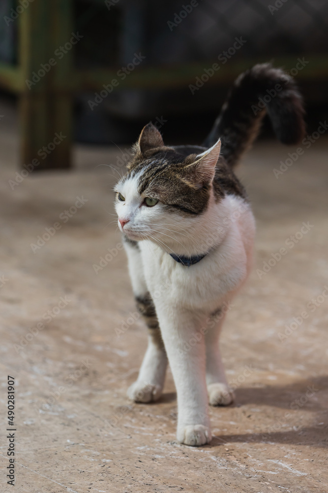 Portrait of a cute tricolor  three-legged  cat on the street