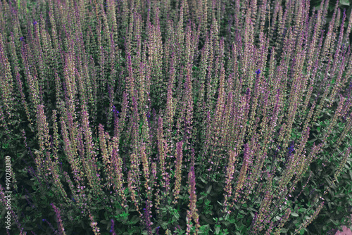 Botanical garden in blossom