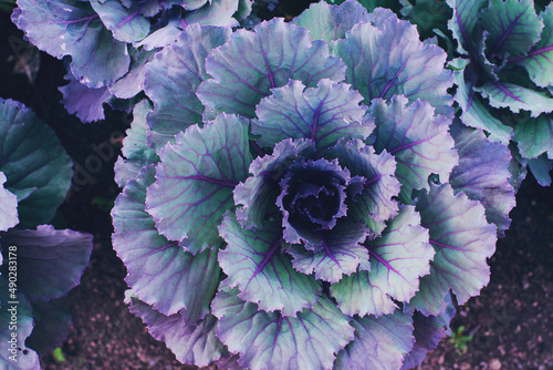 Decorative or ornamental cabbage in blossom