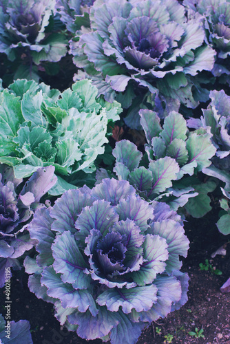 Decorative or ornamental cabbage in blossom