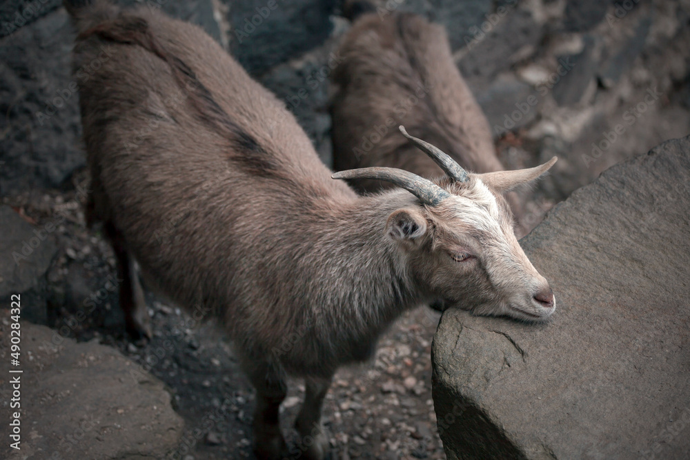 Mountain goat climbing on rock wall. Brave animal jumps in dangerous nature Mountain goat climbing on rock wall. Brave animal jumps in dangerous nature