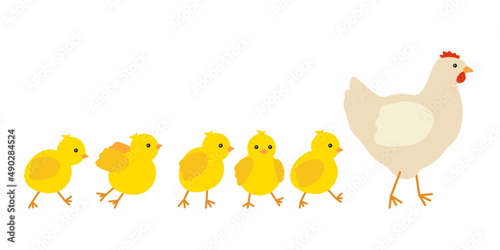 Chicken family, hen mother leading row her yellow baby chicks. Chicken with brood, symbol easter. Family of domestic fowl, poultry birds. Vector illustration