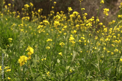 field of dandelions © Destini