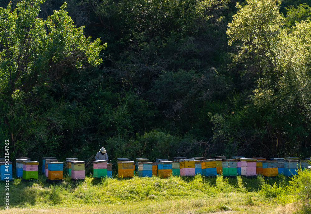 colorful beehives and beekeeper getting honey colorful beehives and beekeeper getting honey