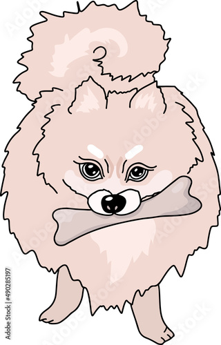 Angry pomeranian spitz. Dog chewing a bone. Vector illustration.