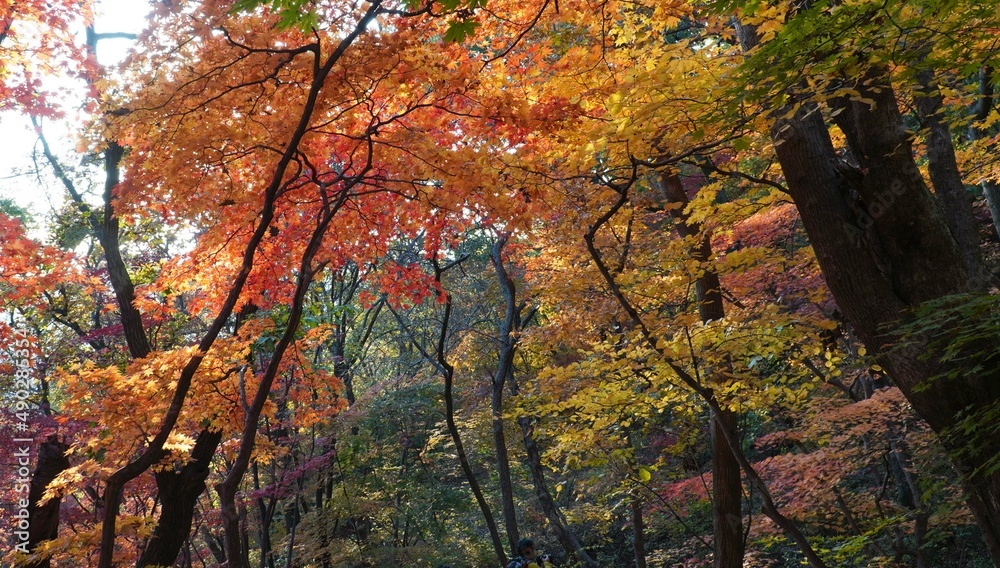 The signature red maple tree of autumn. The signature red maple tree of autumn.