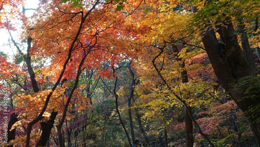 The signature red maple tree of autumn.