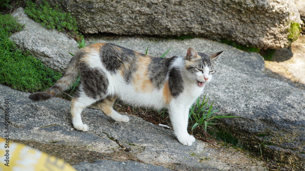 Beautiful three-colored young cat in the wild.