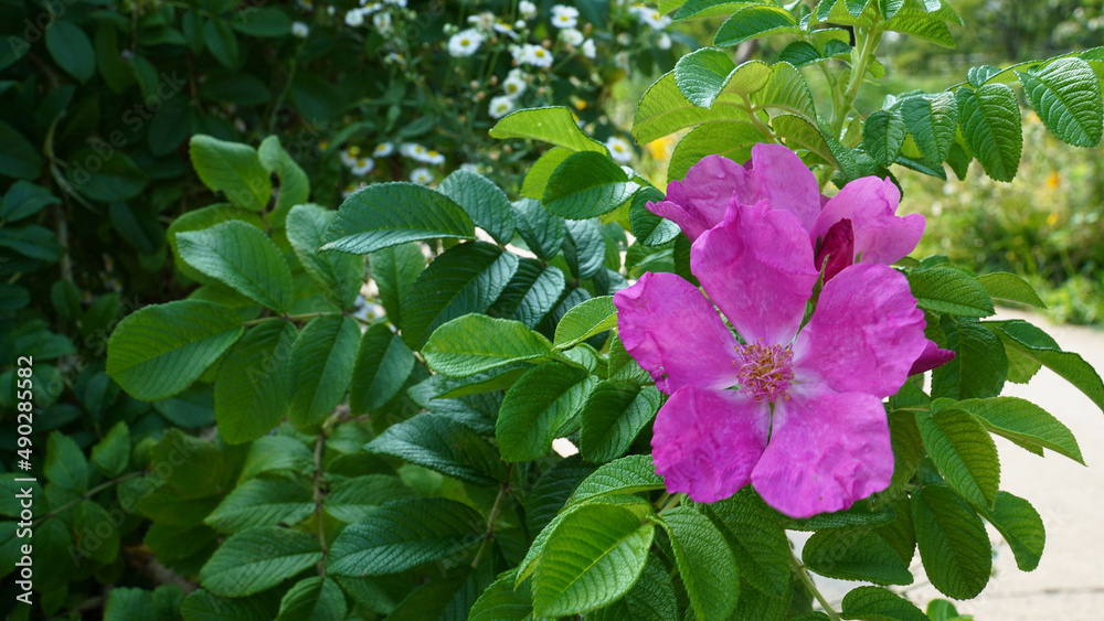 The colorful pink sugar flower on the Han River in the hot summer. The colorful pink sugar flower on the Han River in the hot summer.