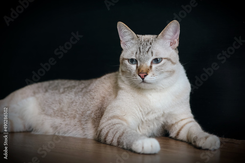 Thai cat sitting on wooden floor in the house. White Tabby cat resting on black background.