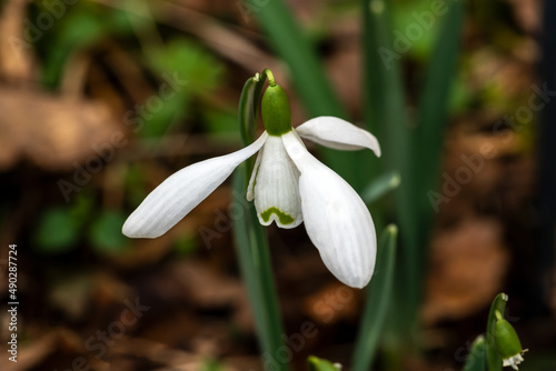 Galanthus 'Brenda Troyle' (snowdrop) a spring winter bulbous flowering plant with a white green springtime flower in January, stock photo image