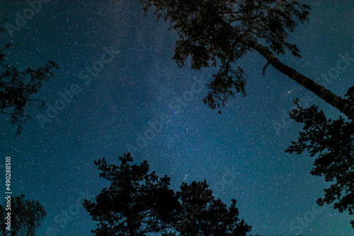 bottom view of night sky with stars and treetops
