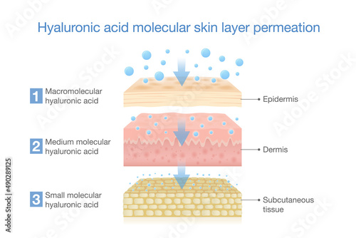 Hyaluronic acid molecular skin layer permeation. Illustration about treatment deep skin with moisture and water of Hyaluronic acid. photo