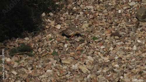 Isolated partrizge feeding over the stony ground