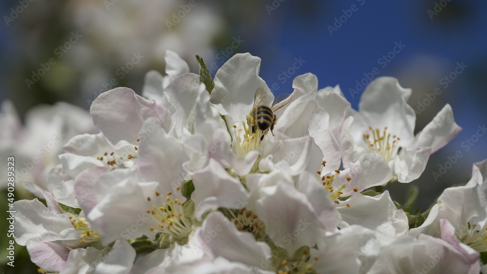 A bee on a white flower A bee on a white flower