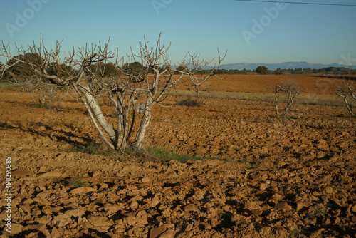 krajobraz drzewa pola natura hiszpania wschód słońca