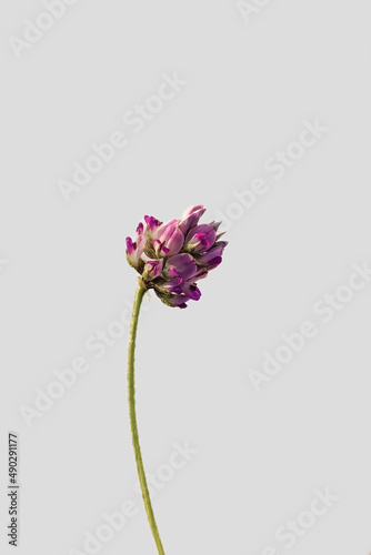 Fototapeta Naklejka Na Ścianę i Meble -  Beautiful psoralea corylifolia,babchi flower