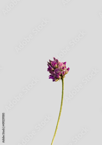Fototapeta Naklejka Na Ścianę i Meble -  Beautiful psoralea corylifolia,babchi flower