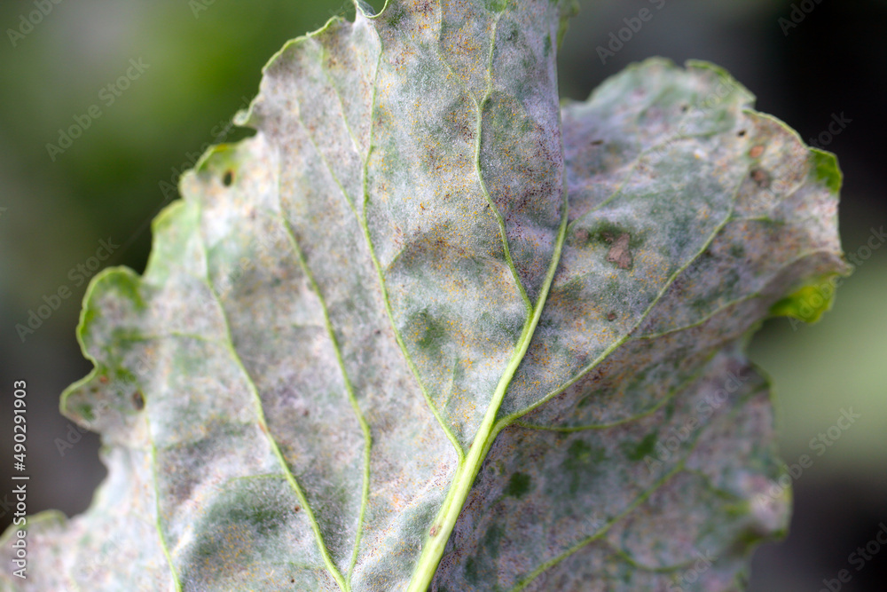 Powdery mildew Erysiphe betae fungal disease on sugar beet leaf. 스톡 사진