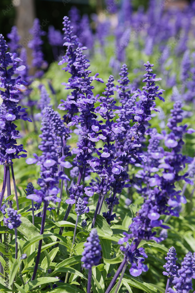 Naklejka premium Sauge violette 