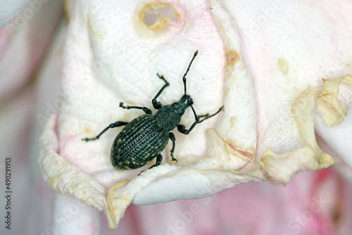 Beetle of Otiorhynchus (sometimes Otiorrhynchus) on a leaf. Many of them e.i. black vine weevil (O. sulcatus) or strawberry root weevil (O. ovatus) are important pests. photo