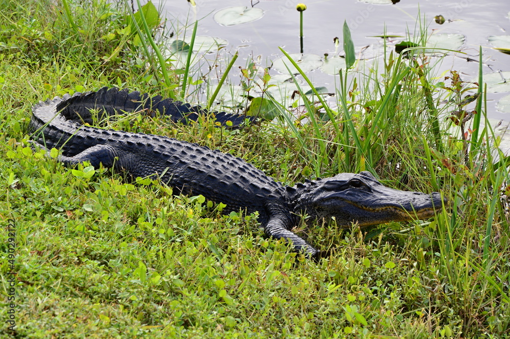 Alligator im Everglades National Park, Florida Alligator im Everglades National Park, Florida