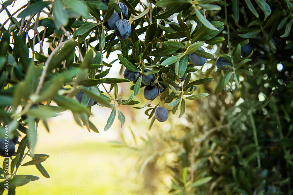 Trees full of fresh olives to make extra virgin olive oil. Copy space for your design Trees full of fresh olives to make extra virgin olive oil. Copy space for your design