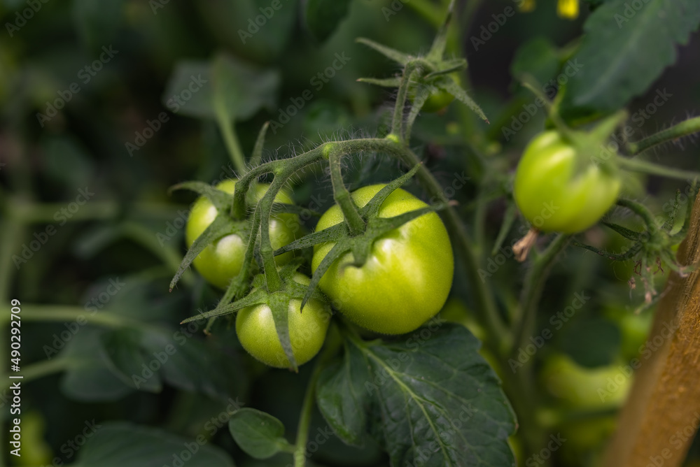 Tomatoes ripen in the greenhouse. Ecological cultivation. Food, vegetables, agriculture. Selective focus and noise. Shallow depth of field on the tomatoes Tomatoes ripen in the greenhouse. Ecological cultivation. Food, vegetables, agriculture. Selective focus and noise. Shallow depth of field on the tomatoes