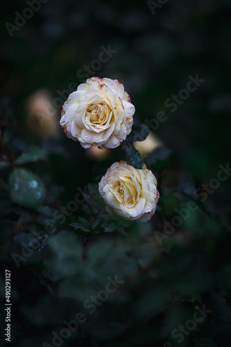 Beautiful roses with dark foliage background, natural wallpaper photo